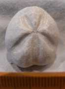 henskensfossils.nl Meriama