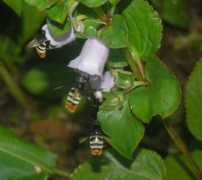 gesneriads.ca Meriana