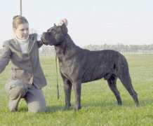 apexcanecorso.com Meridio