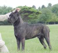 apexcanecorso.com Meridio