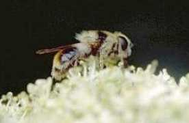 earthlife.net Meridon