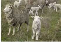 merinomark.com Merinos