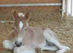 csmachinery-rivervalleyranch-haflingers.com Merlando