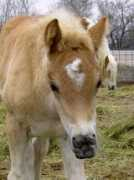 csmachinery-rivervalleyranch-haflingers.com Merlando