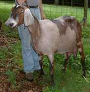 chribrydonfarm.com Merleen