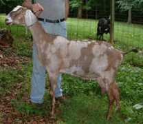 chribrydonfarm.com Merleen