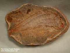 fossilmuseum.net Merlei