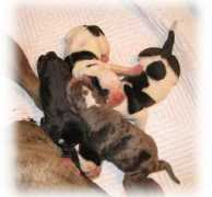 jolinkennel.com Merlena