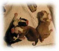 jolinkennel.com Merlena