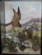 taxidermy4cash.com Merlins