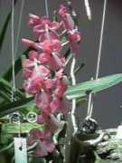 triangleorchidsociety.org Merlise