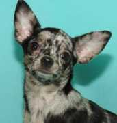 chihuahua.ru Merliss
