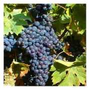italiancook.ca Merlot