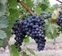 southernwine.co.uk Merlot