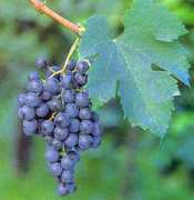 rss2.com Merlot