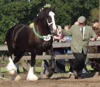 robinhoodstables.nl Merries