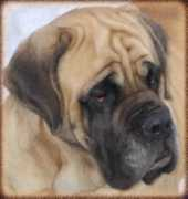 Merris