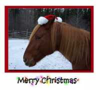 horsesdiaries.com Merrychristmas