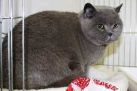 kolingacats.co.uk Mersadies