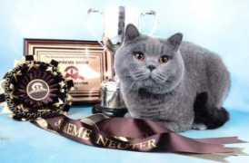 kolingacats.co.uk Mersadies