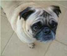 wagstowhiskerspetsit.com Mersian