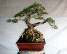 artofbonsai.org Mertha