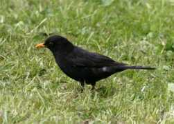 msqr.us Merula