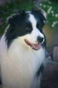 dragonsmirbordercollies.com Mervina