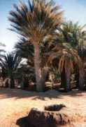 lexicorient.com Merzouga