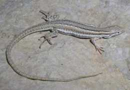 reptarium.cz Mesalina
