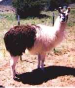 Mesha