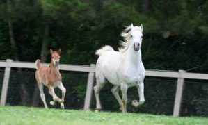 saba-arabians.com Meshina