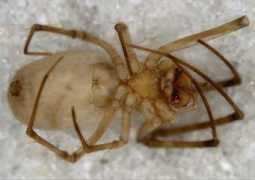Mesida