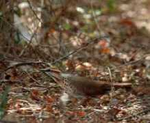 worldbirds.eu Mesite