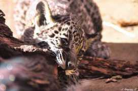 zooborns.com Mesker