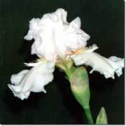 gladiolus.lv Mesmerizer