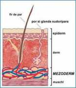 peeling.ro Mesod