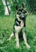 Messid