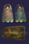 doctorwhoprops.co.uk Mestor