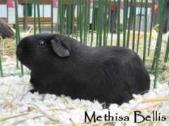 morcata.cz Methisa