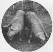 agraria.org Meticcio