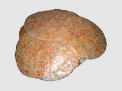 Metom