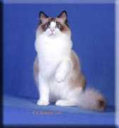 supurr.com Mewlan