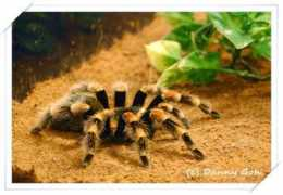 dinosoria.com Mexicaine