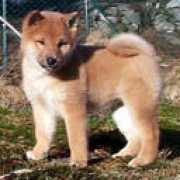 dogs-123.com Meyani