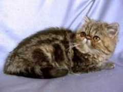 cats-club.ru Meymi