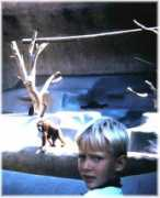 Mezoo