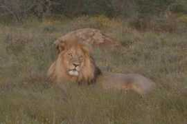 ilovecapetown.com Mfazwe