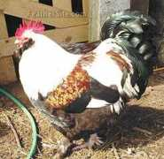 feathersite.com Mfrance