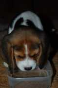 foto.delfi.lt Mhds